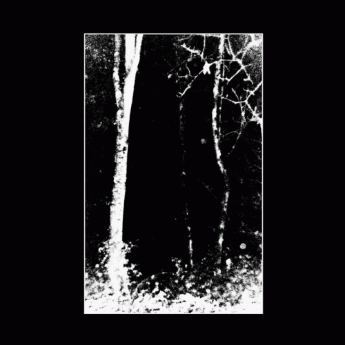 Forest Mysteries : Untitled